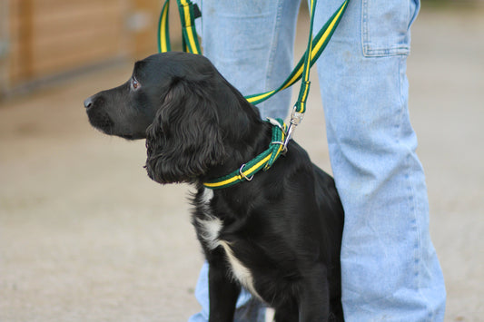 Cushion Web Dog Collar