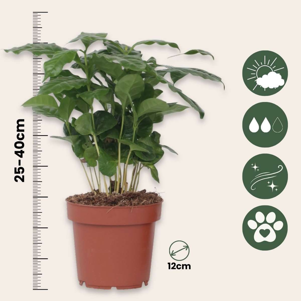 Coffee plant - Coffea arabica - Height 25-40cm - ⌀12cm