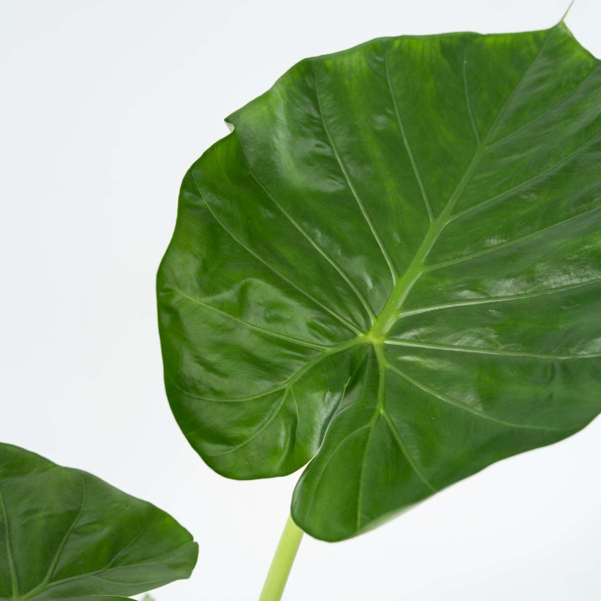 Elephant's Ear - 2 pcs. - Alocasia 'Macrorrhizos' - Height 60-70cm - ⌀17cm