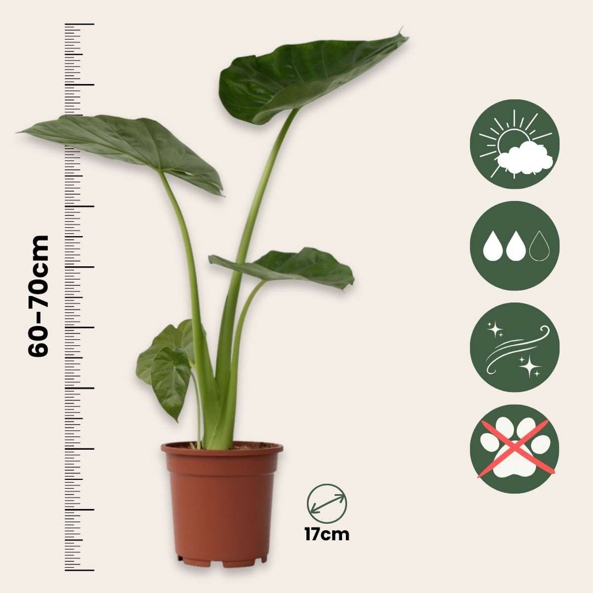 Elephant's Ear - 2 pcs. - Alocasia 'Macrorrhizos' - Height 60-70cm - ⌀17cm