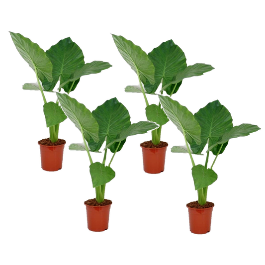 Elephant's Ear - 4 pcs. - Alocasia 'Macrorrhizos' - Height 60-70cm - ⌀17cm
