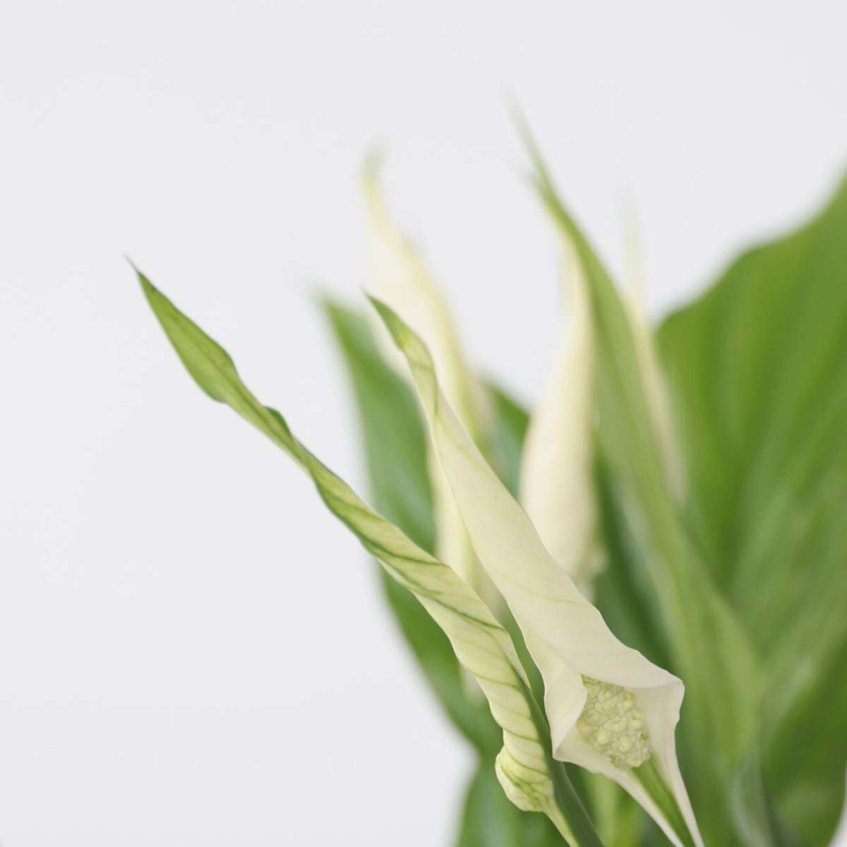 Peace lilly - 4 pcs. - Spathiphyllum 'Torelli' - Height 30-45cm - ⌀12cm