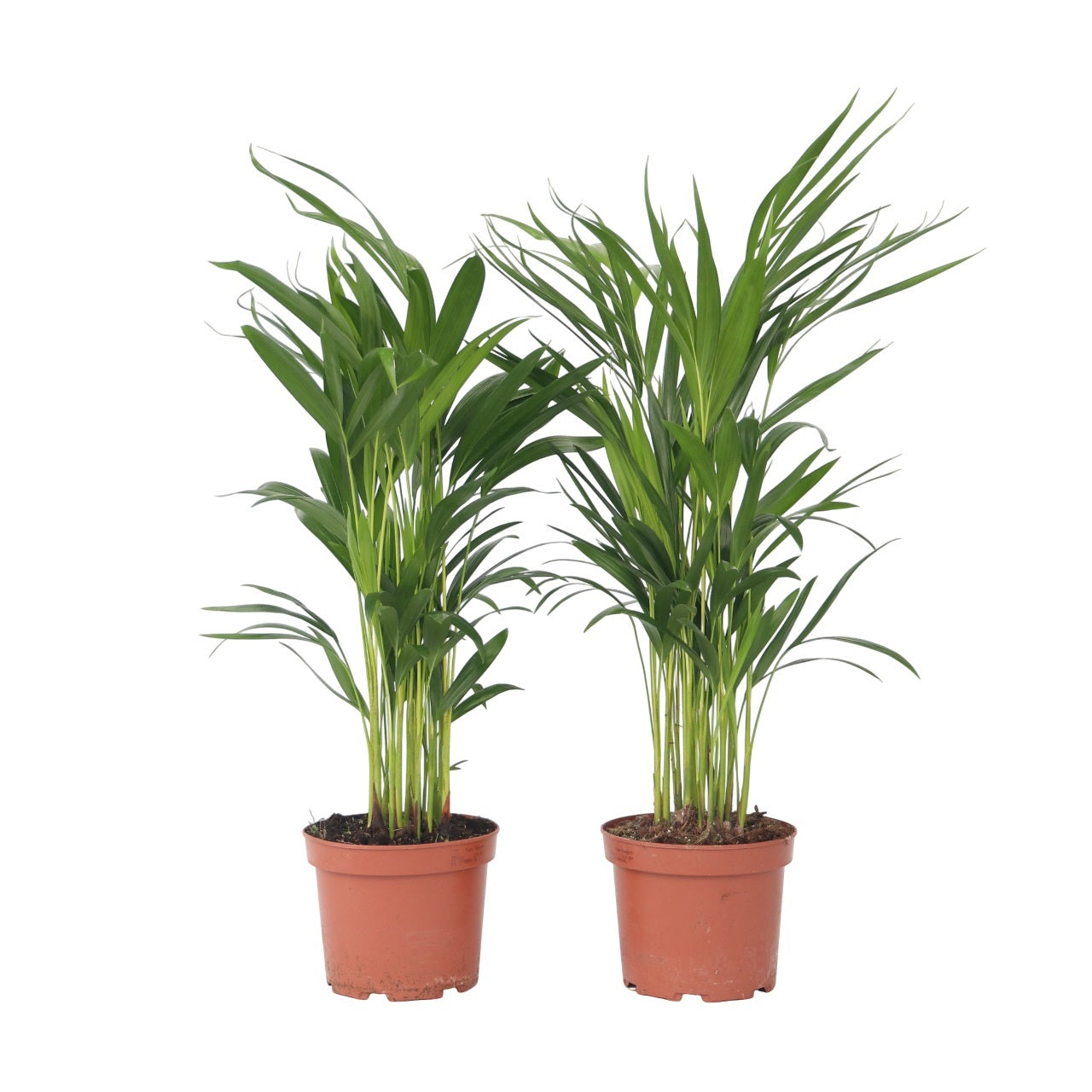 Areca palm 'Golden Cane' - 2 pcs. - Dypsis lutescens - Height 60-70cm - ⌀17cm