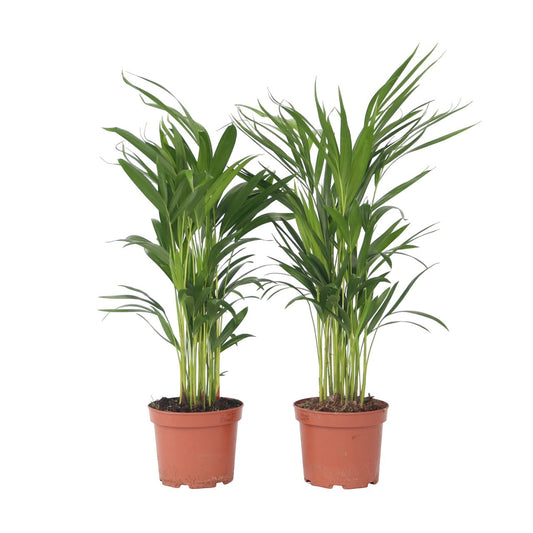Areca palm 'Golden Cane' - 2 pcs. - Dypsis lutescens - Height 60-70cm - ⌀17cm