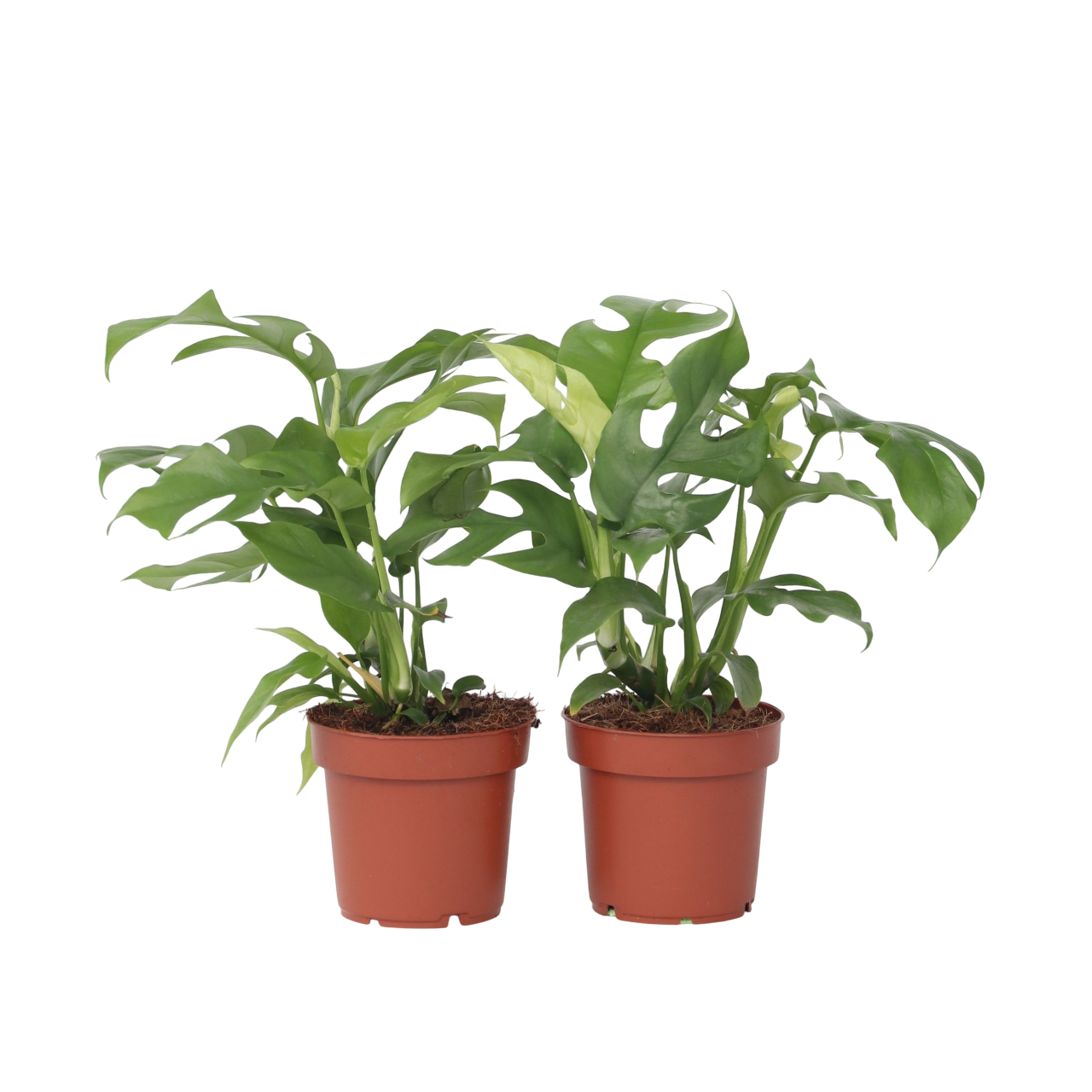 Monstera Minima - 2 pcs. - Rhaphidophora tetrasperma - Height 20-30cm - ⌀12cm