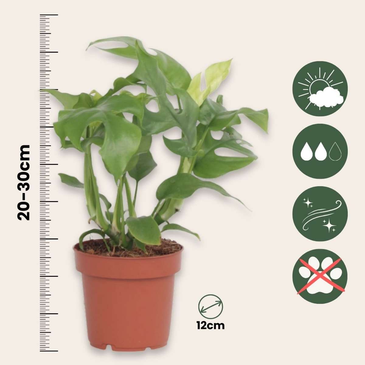 Monstera Minima - 2 pcs. - Rhaphidophora tetrasperma - Height 20-30cm - ⌀12cm