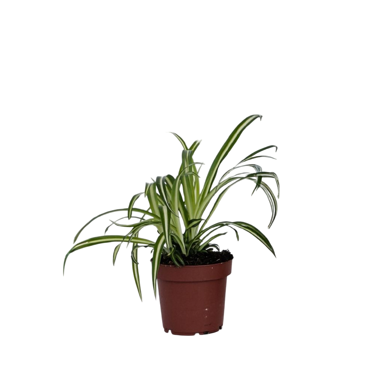 Spider plant - Chlorophytum comosum 'Atlantic' - Height 25-40cm - ⌀12cm