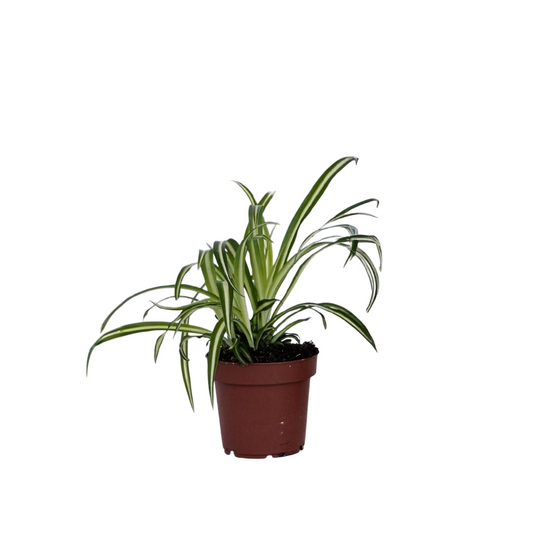 Spider plant - Chlorophytum comosum 'Atlantic' - Height 25-40cm - ⌀12cm