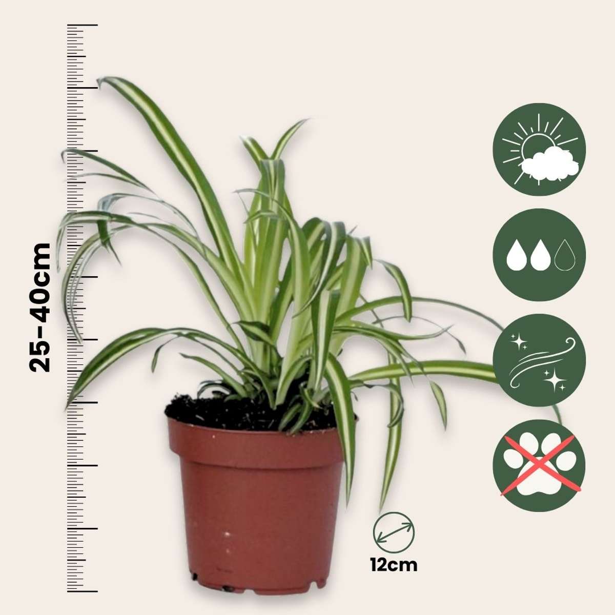 Spider plant - Chlorophytum comosum 'Atlantic' - Height 25-40cm - ⌀12cm