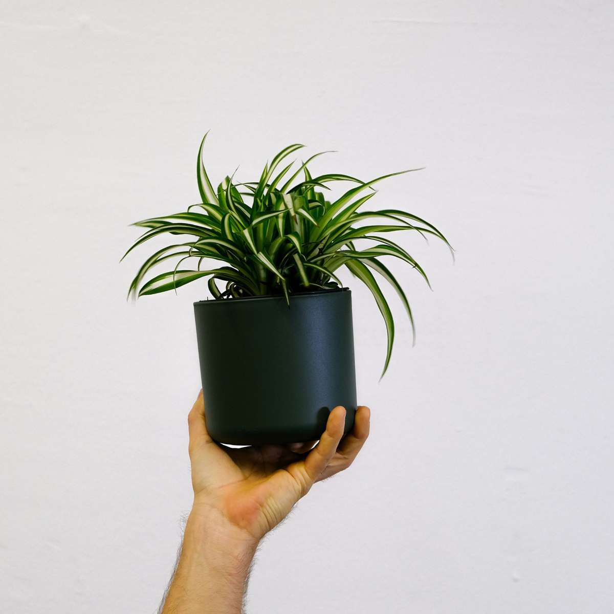 Spider plant - 6 pcs. - Chlorophytum comosum 'Atlantic' - Height 25-40cm - ⌀12cm