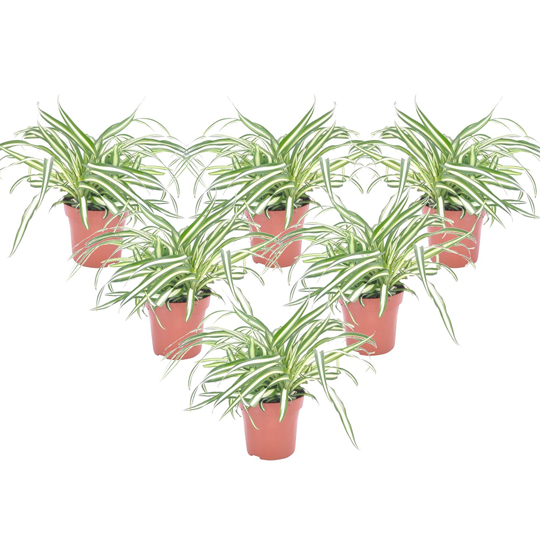 Spider plant - 6 pcs. - Chlorophytum comosum 'Atlantic' - Height 25-40cm - ⌀12cm