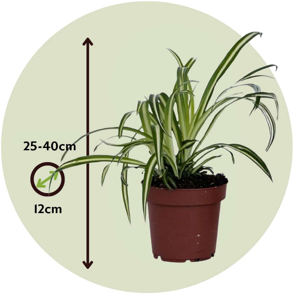 Spider plant - 6 pcs. - Chlorophytum comosum 'Atlantic' - Height 25-40cm - ⌀12cm