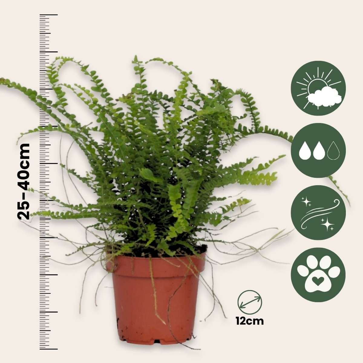 Sword fern - Nephrolepis 'Duffii' - Height 25-40cm - ⌀12cm