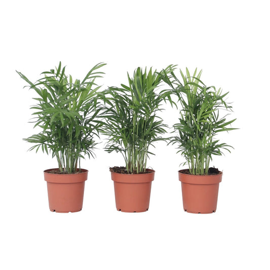 Parlour Palm - 3 pcs. - Chamaedorea elegans - Height 30-40cm - ⌀12cm
