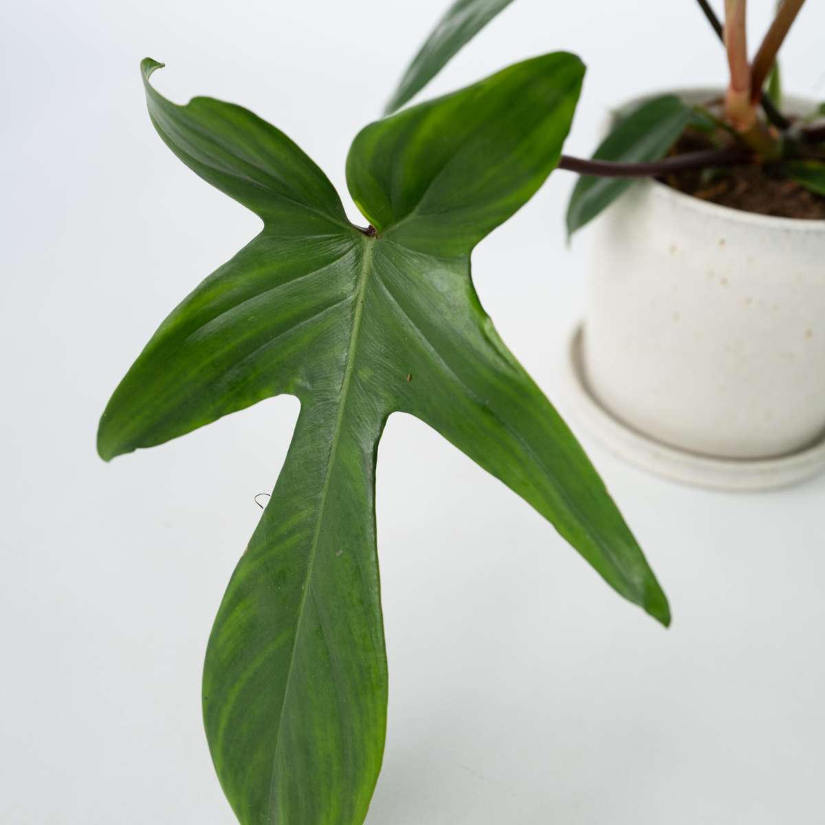 Sweetheart Plant - Philodendron 'Florida Green' - Height 20-30cm - ⌀12cm