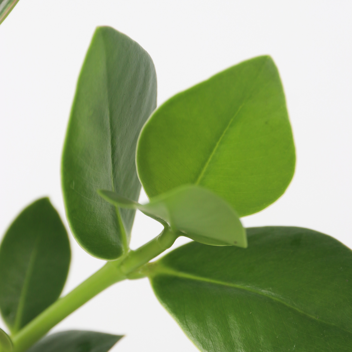 Autograph tree - Clusia rosea 'Princess' - Height 25-35cm - ⌀20cm