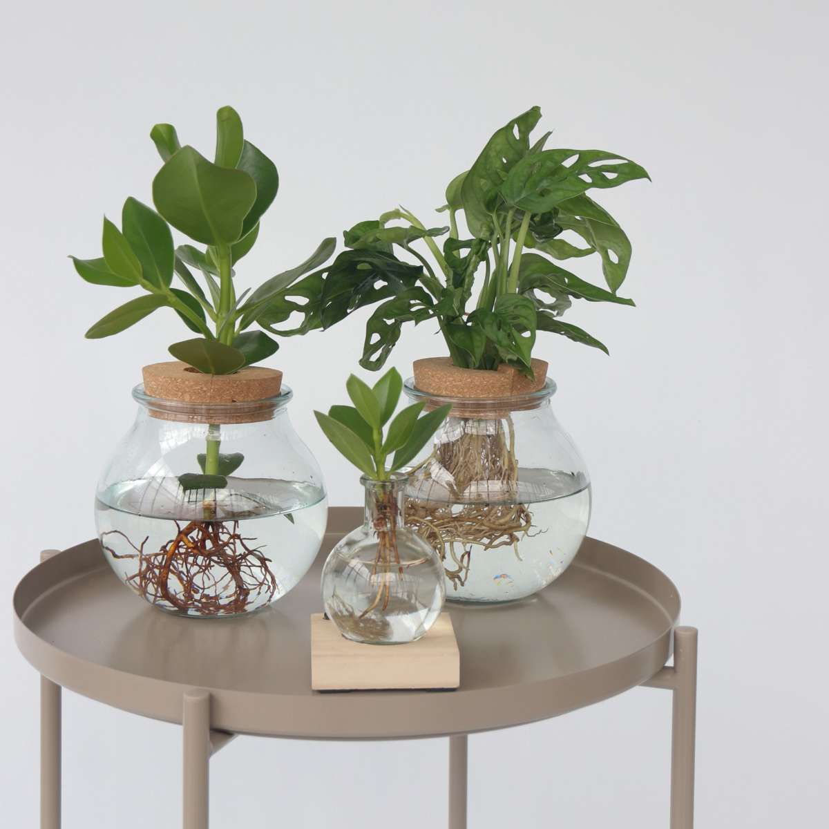 Autograph tree - Clusia rosea 'Princess' - Height 25-35cm - ⌀20cm