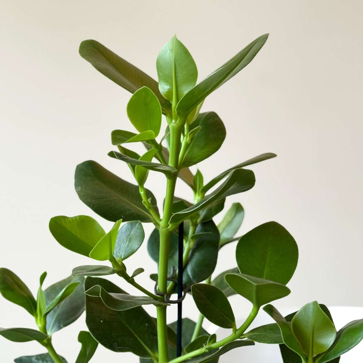 Autograph tree - Clusia rosea 'Princess' - Height 50-60cm - ⌀17cm