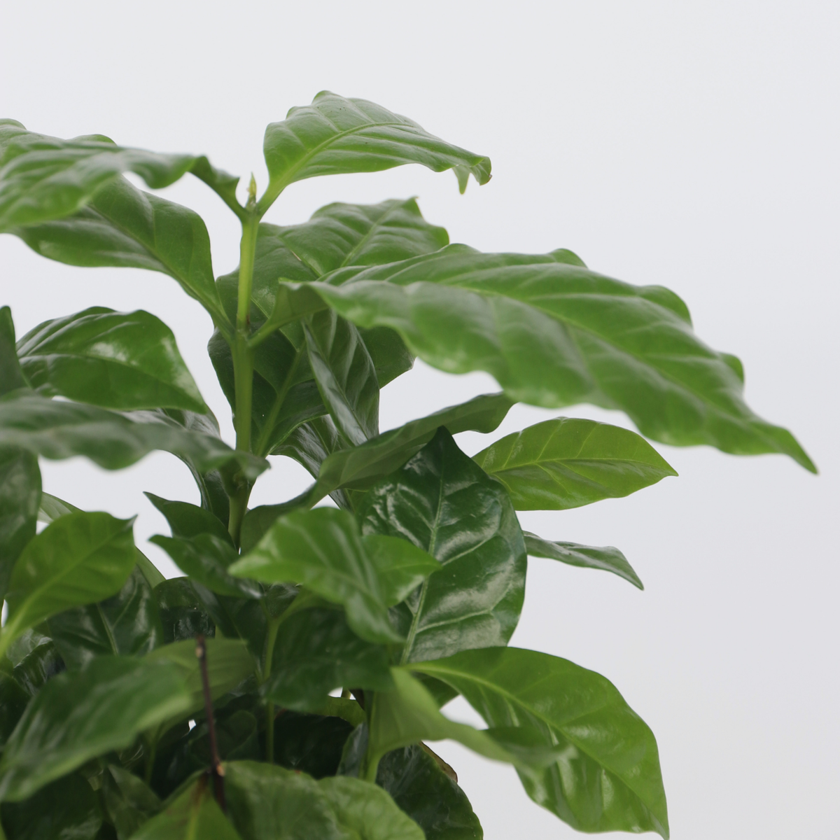 Coffee plant - Coffea arabica - Height 25-40cm - ⌀12cm