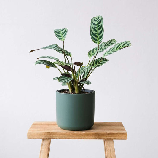 Never Never Plant - 4 pcs. - Ctenanthe 'burle-marxii' - Height 25-40cm - ⌀12cm