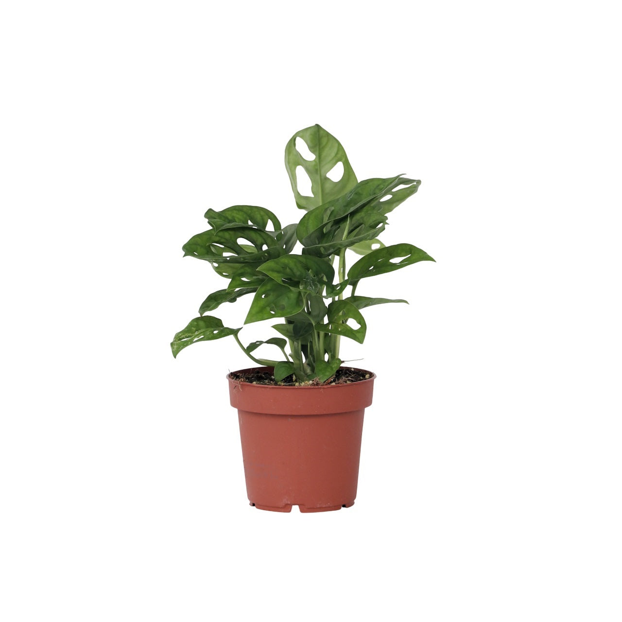 Mini Swiss Cheese Plant - Monstera adansonii 'Monkey Mask' - H25-30cm - ⌀12cm