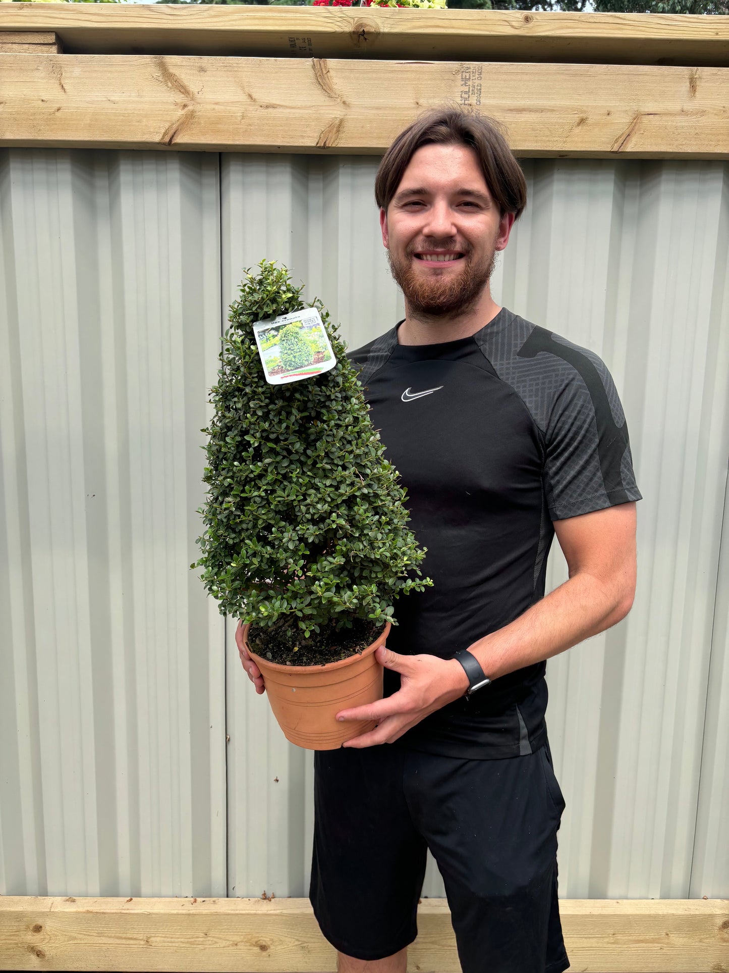 Ilex crenata 'Dark Green' Cone / Pyramid 3L