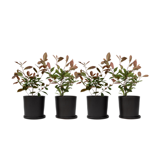 Christmas berry - 4 pcs. - Photinia fraseri 'Red Robin' - Height 30-40cm - ⌀17cm