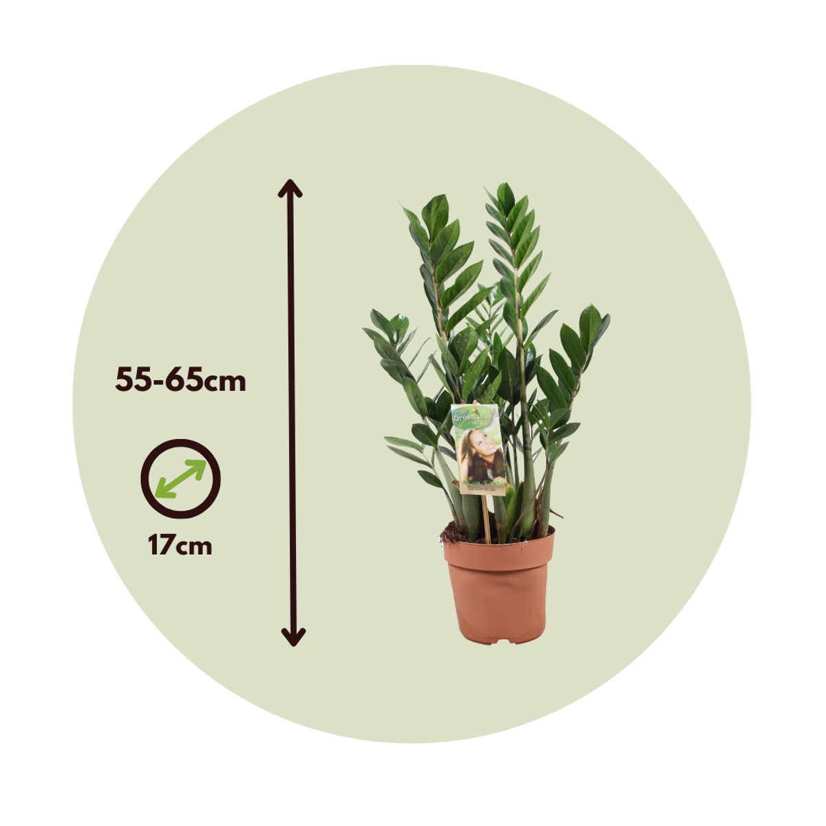 ZZ Plant - Zamioculcas Zamiifolia - Height 55-65cm - ⌀17cm