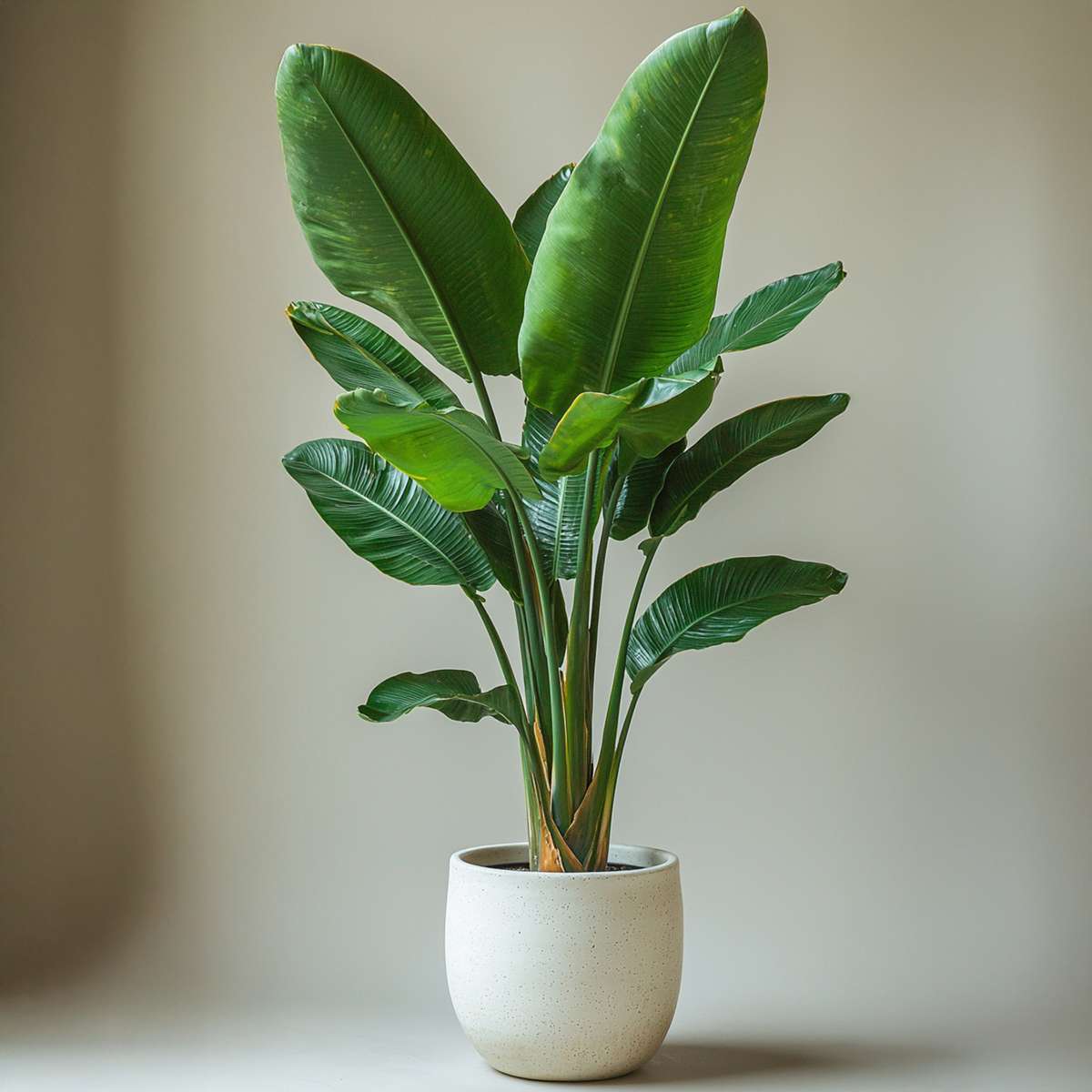 Giant Bird of Paradise - Strelitzia nicolai - Height 90-110cm - ⌀21cm