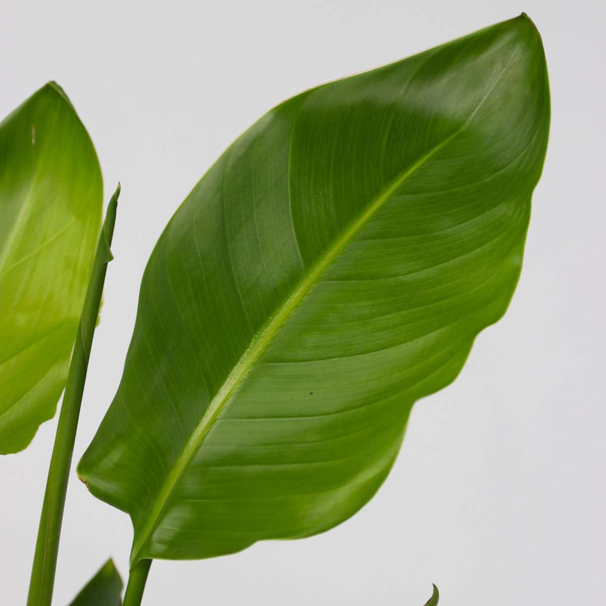 Giant Bird of Paradise - Strelitzia nicolai - Height 90-110cm - ⌀21cm