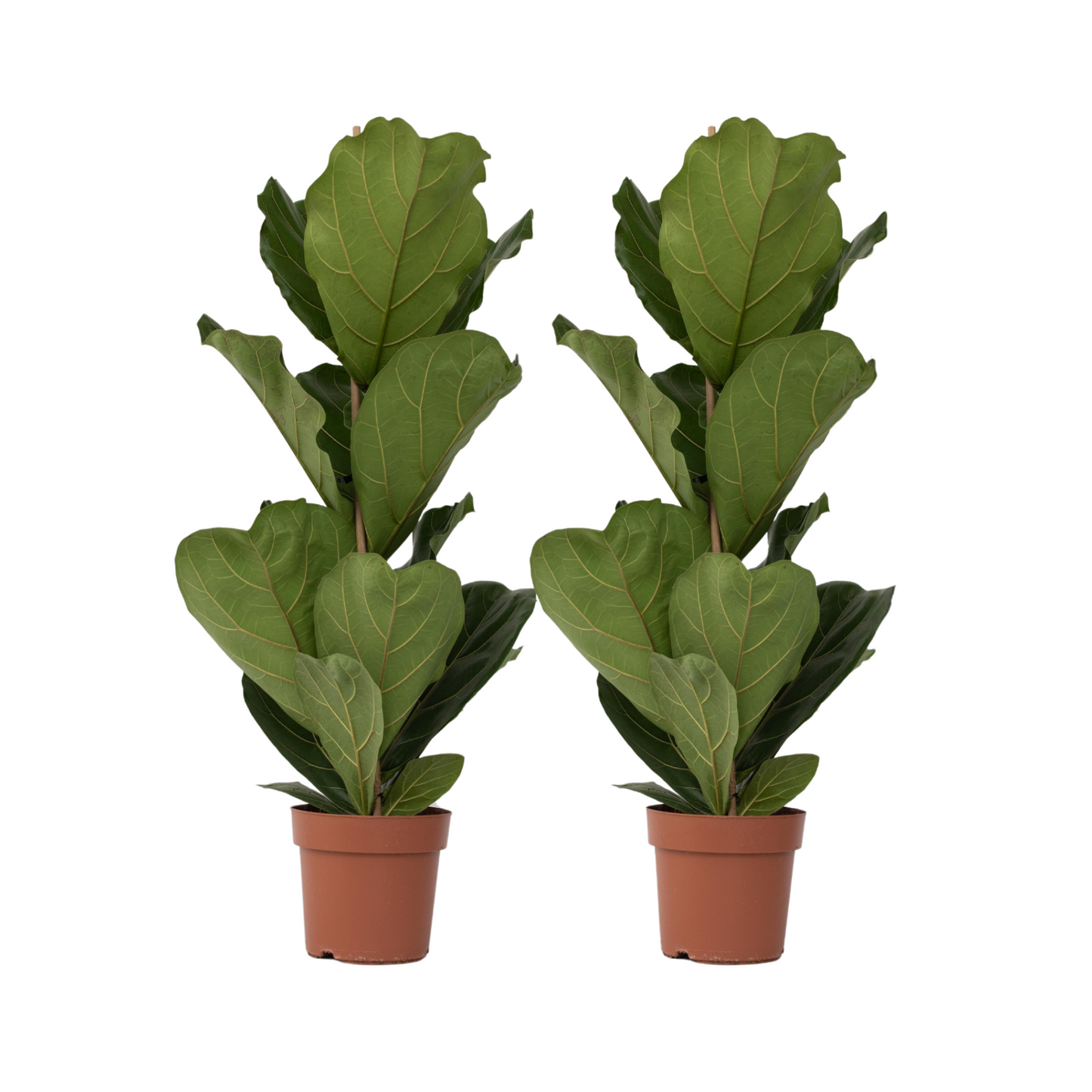 Fiddle-leaf fig - 2 pcs. - Ficus Lyrata - Height 70-90cm - ⌀21cm