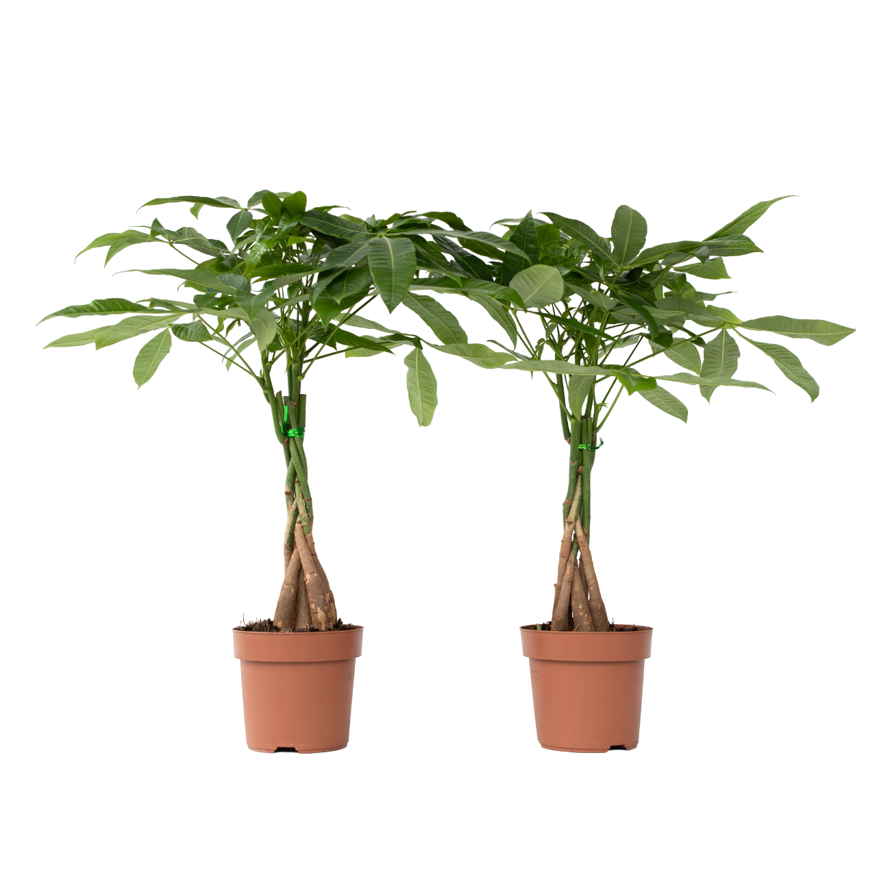 Money Tree Plant - 2 pcs. - Pachira aquatica - Height 60-70cm - ⌀17cm