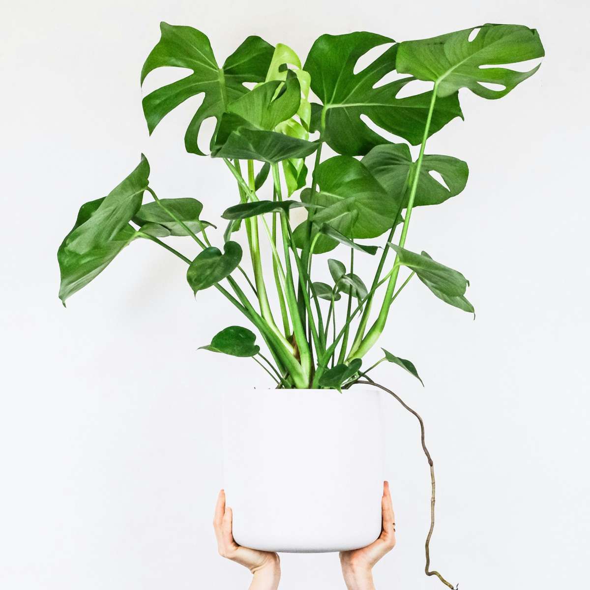 Swiss Cheese Plant - Monstera deliciosa - Height 70-80cm - ⌀21cm