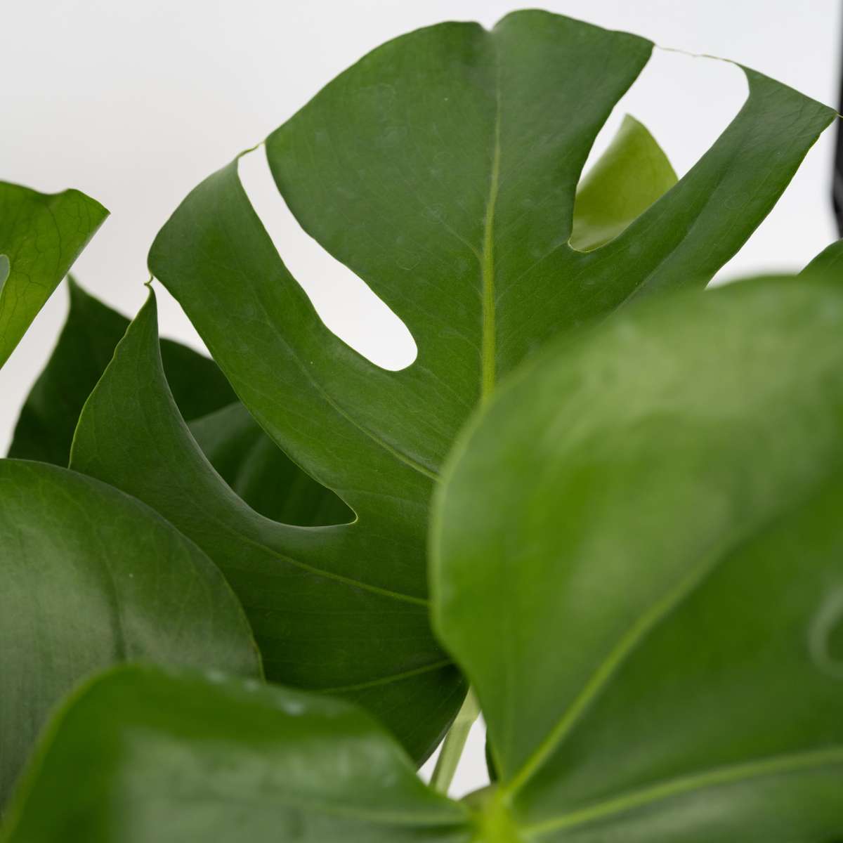 Swiss Cheese Plant - 2 pcs. - Monstera deliciosa - Height 70-80cm - ⌀21cm