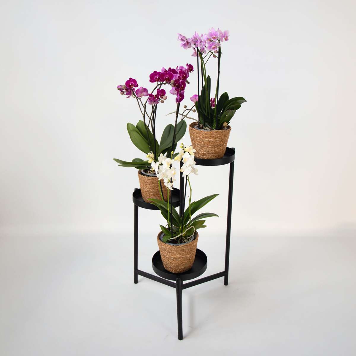 Moth Orchid - x3 - Phalaenopsis Multiflora in basket - Height 35-45cm - ⌀12cm