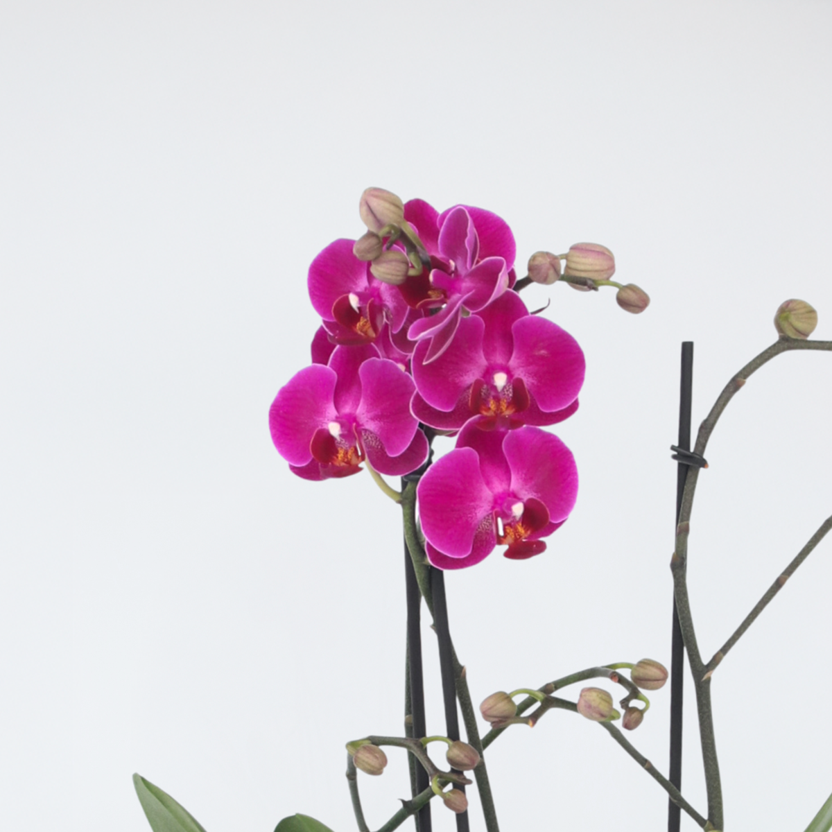 Moth orchid - Phalaenopsis Multiflora - Height 35-45cm - ⌀12cm