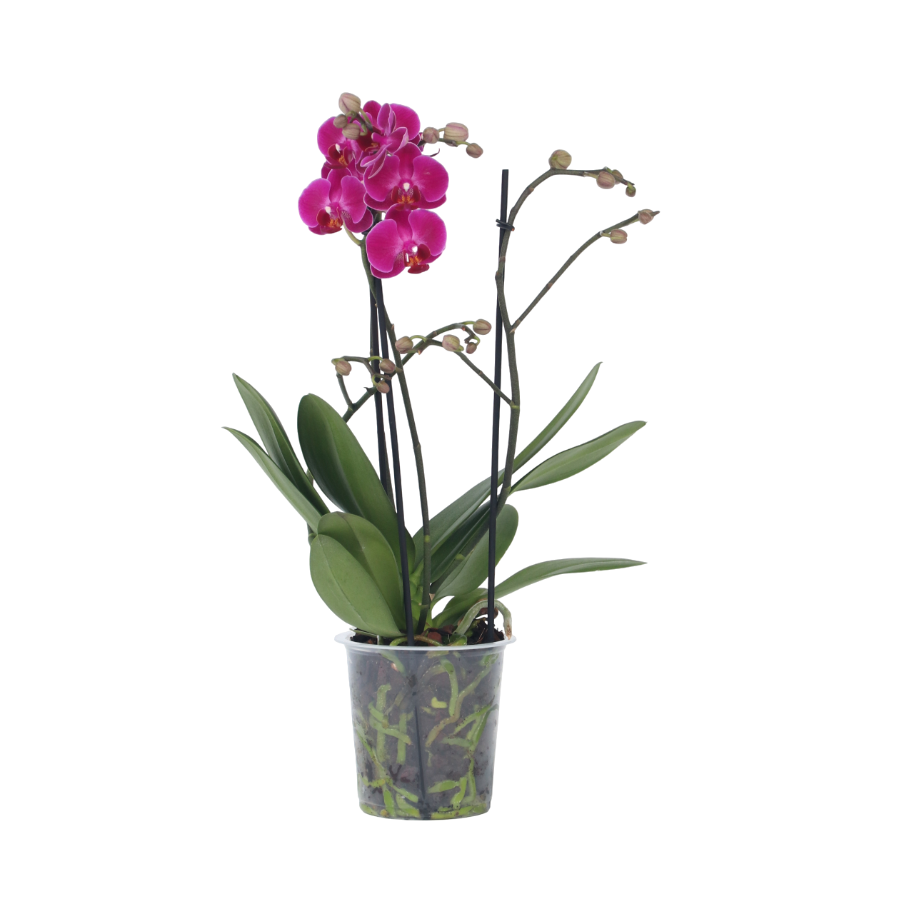 Moth orchid - Phalaenopsis Multiflora - Height 35-45cm - ⌀12cm