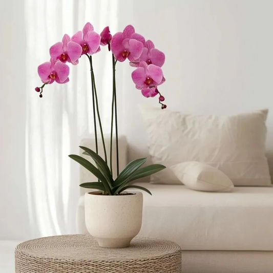 Moth orchid - Phalaenopsis - Height 50-60cm - ⌀12cm