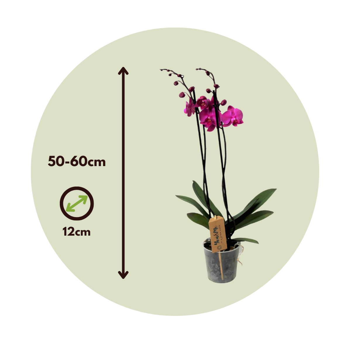 Moth orchid - Phalaenopsis - Height 50-60cm - ⌀12cm