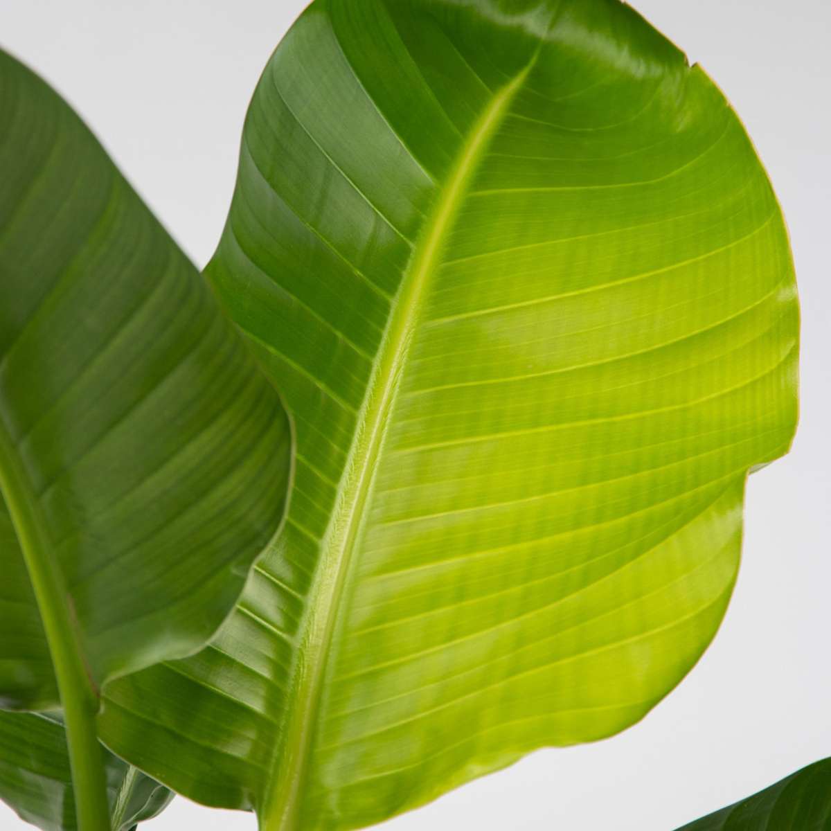 Giant Bird of Paradise - Strelitzia nicolai - Height 90-110cm - ⌀21cm