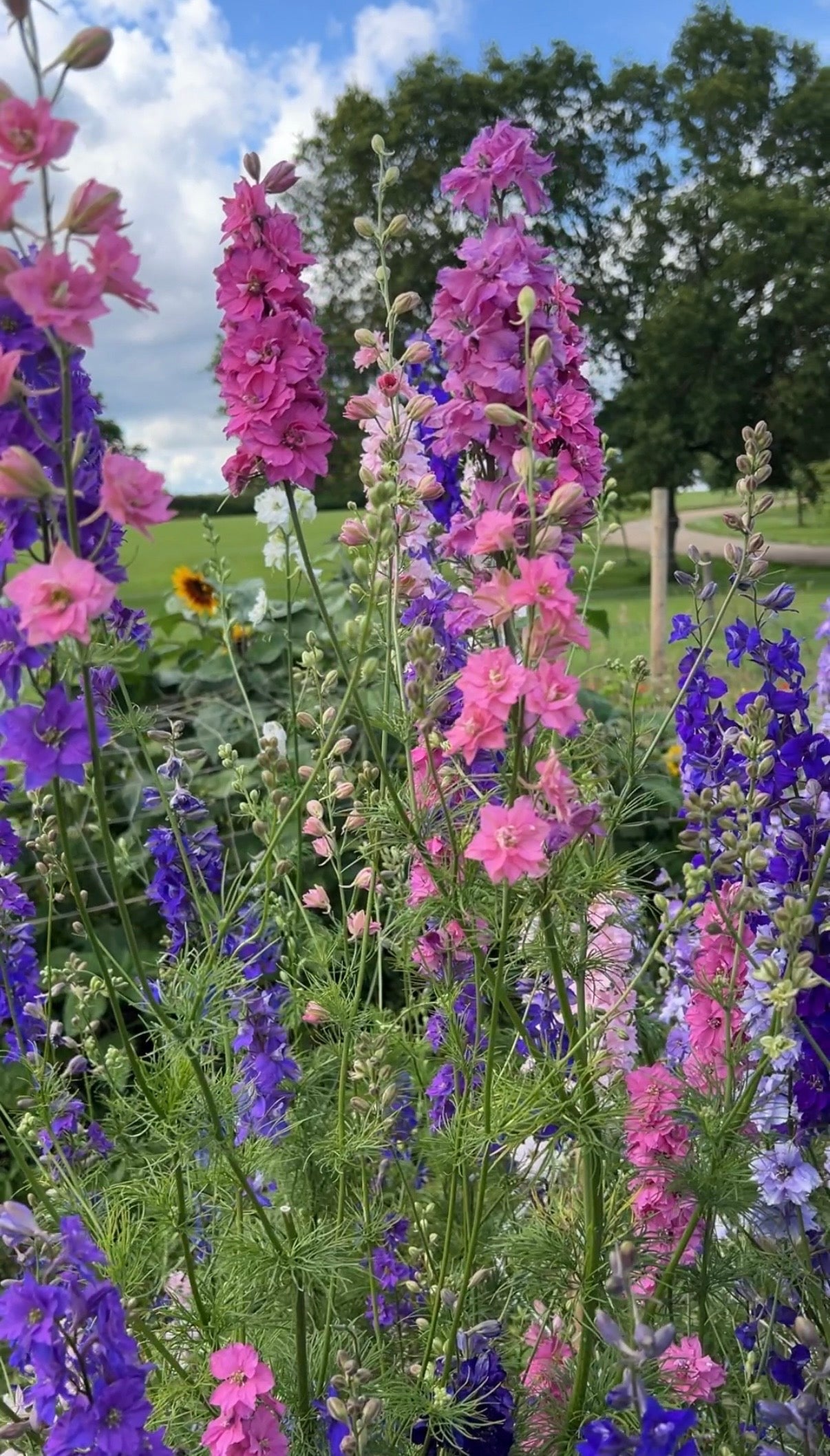 Larkspur Giant Imperial Mix