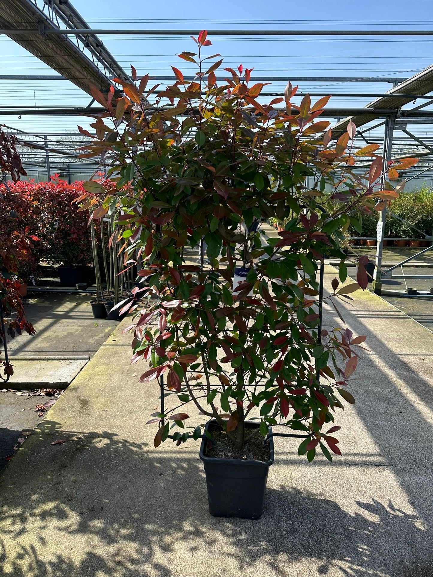 Photinia 'Red Robin' on frame 5ft / 6ft (Metal Frame)
