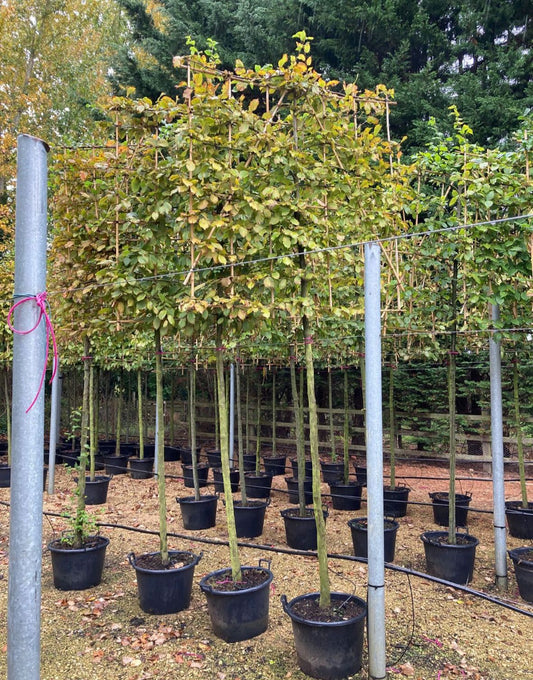 Carpinus betulus 'Hornbeam' Pleached Tree - 1.8m Stem, 1.5m x 1.5m (Bamboo Frame)