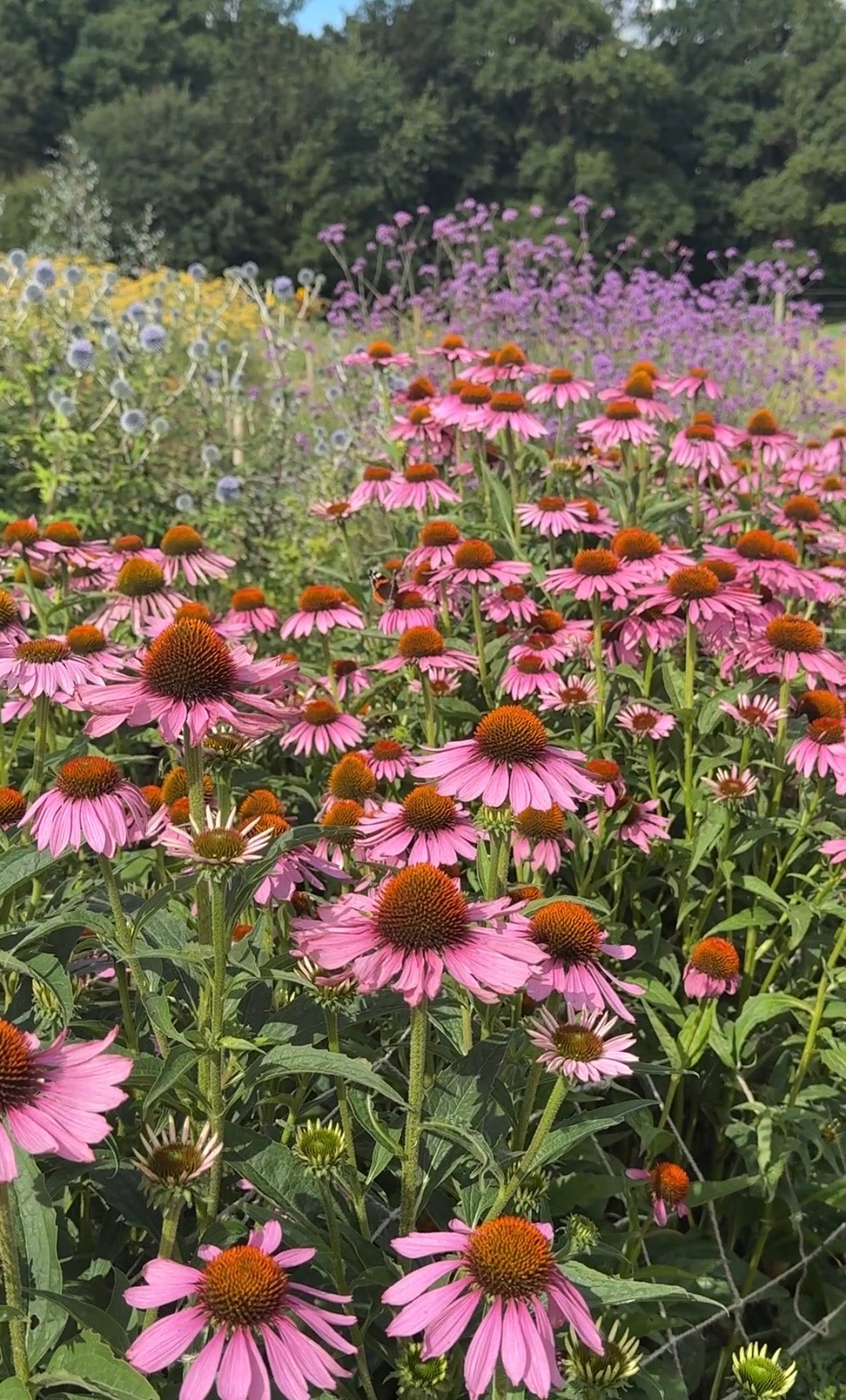Echinacea Purple Coneflower