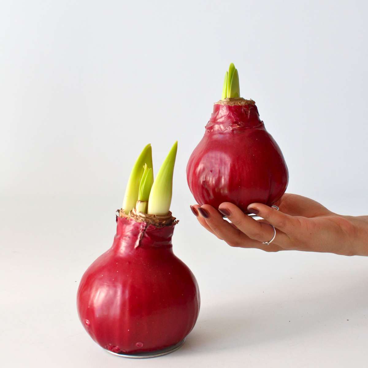 Amaryllis - Hippeastrum 'Wax Bordeaux' - Flower Bulb - Red