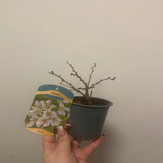Prunus Ornamental Flowering Cherry Blossom Shrub - Incisa 'KOJOU-NO-MAI' 9cm / 2L / 4L