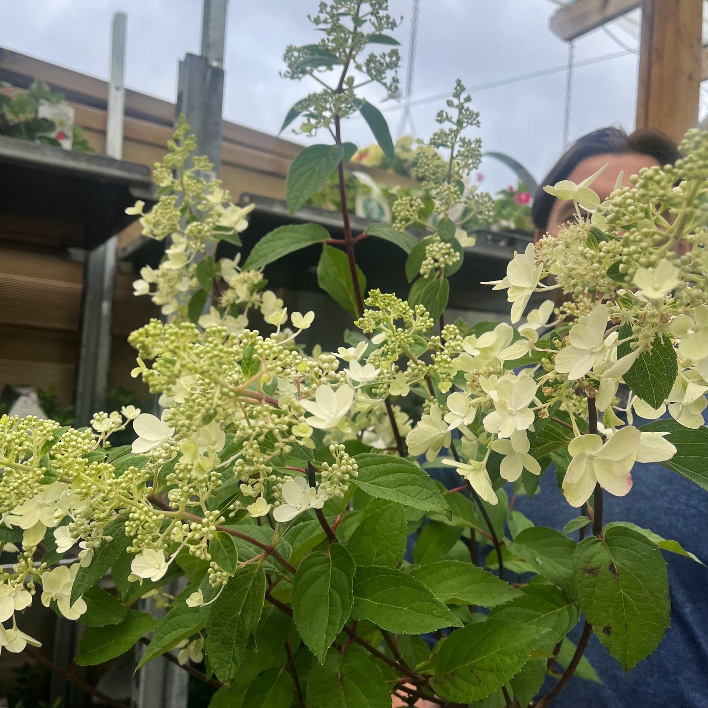 Hydrangea paniculata 'Pinky Winky' 3L / 10L