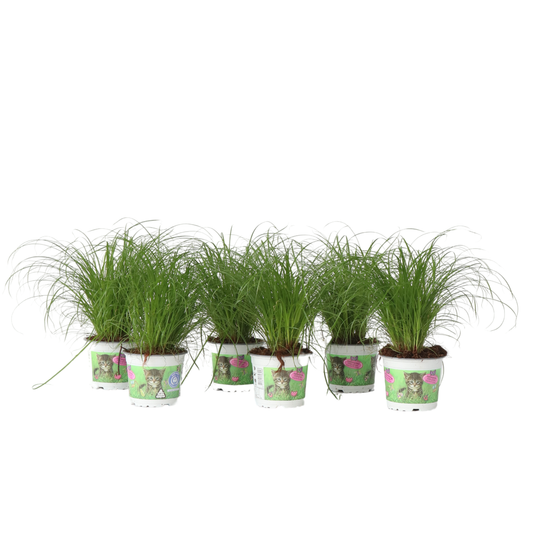 Cat Grass - 6 pcs. - Cyperus zumula - Height 30-40cm - ⌀12cm