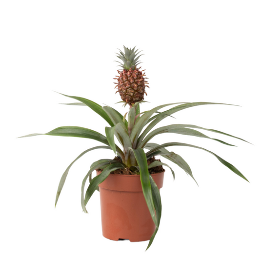 Miniature Pineapple plant - Ananas comosus 'Mi Amigo' - Height 35-45cm - ⌀12cm