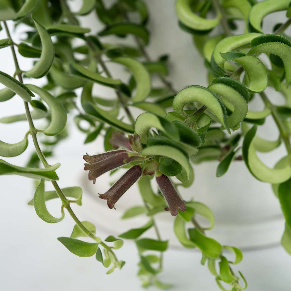 Lipstick Plant - Aeschynanthus pulcher - Height 20-30cm - ⌀15cm